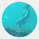 Dolphin 2 round stickers