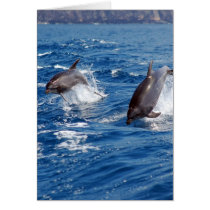 Dolphin Adventure