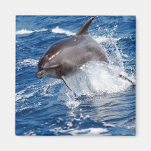 Dolphin Adventure Fridge Magnets