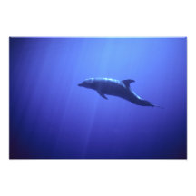 Dolphin Art Photo
