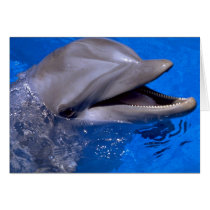 Dolphin Card