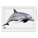 Dolphin cards