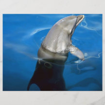 Dolphin Flyers