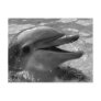 Dolphin head in water mouth open Black and White