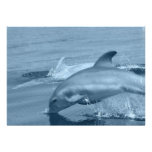 Dolphin Invitation