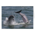 Dolphin Jump! Greeting Cards