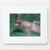 Dolphin lazing in sun mouse pad