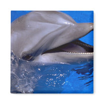 Dolphin Refrigerator Magnet