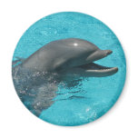 dolphin magnet