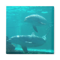 Dolphin Magnet