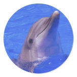 Dolphin Nose stickers
