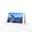 Dolphin Photo Card-All Occasion