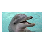 Dolphin Photo Card photo cards