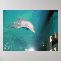 Dolphin Photo