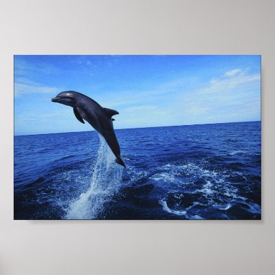 Dolphin Photo Poster