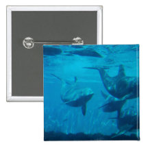 Dolphin Play Button