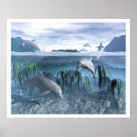 Dolphin Play posters