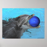 Dolphin plays with Neptune  posters
