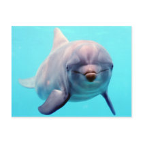 Dolphin portrait post card