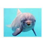 Dolphin portrait postcards