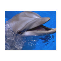 Dolphin Postcards