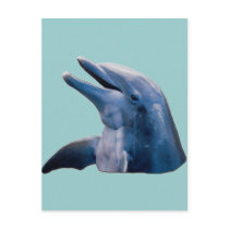 Dolphin Post Card