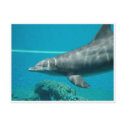 Dolphin postcards