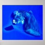 Dolphin posters