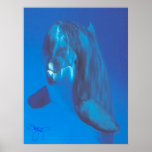 Dolphin Posters