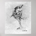 Dolphin posters