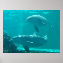 Dolphin Poster