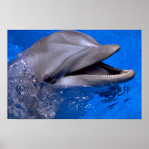 Dolphin Posters