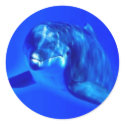 Dolphin stickers