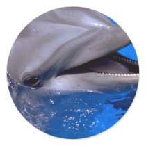 Dolphin Stickers