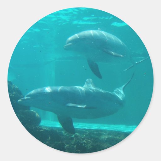 Dolphin Sticker