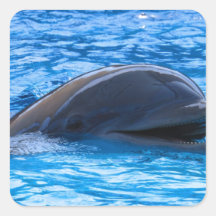 Dolphin Sticker