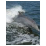 Dolphin Surfing flyers