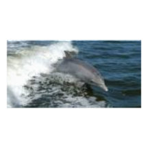 Dolphin Surfing Photo Card