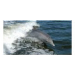 Dolphin Surfing photo cards