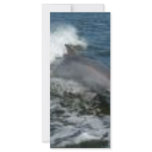 Dolphin Surfing rack cards