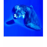 Dolphin t-shirts