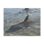 Dolphins at Monkey Mia, WA Post Cards