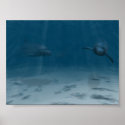 Dolphins at Play posters
