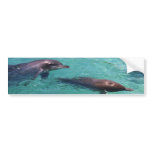 Dolphins bumper stickers