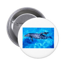 dolphins button