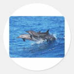 dolphins.jpg round stickers