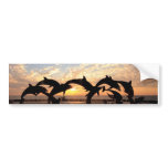 Dolphin's jumping from the water at sunset bumper sticker