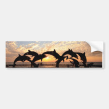 Dolphin's jumping from the water at sunset bumper sticker
