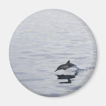 Dolphins Magnets