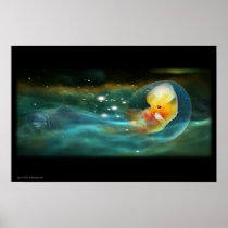 DOLPHINS MIND